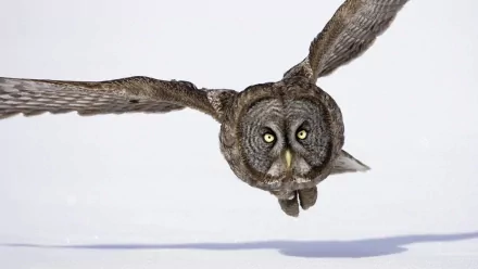 Animal Great grey owl HD Desktop Wallpaper | Background Image