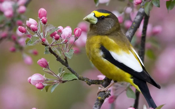 A vibrant evening grosbeak perched on a branch with pink blossoms, captured in sharp detail as an HD PC desktop wallpaper and background.