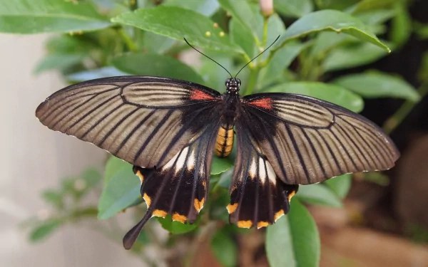 A detailed close-up of a butterfly with black and orange wings resting on green leaves, captured in 4K Ultra HD for a vibrant PC desktop wallpaper.