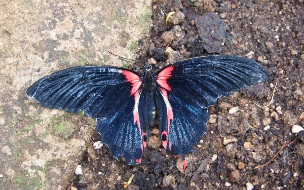 4K Ultra HD PC desktop wallpaper of a black butterfly with red markings resting on soil and stone background.