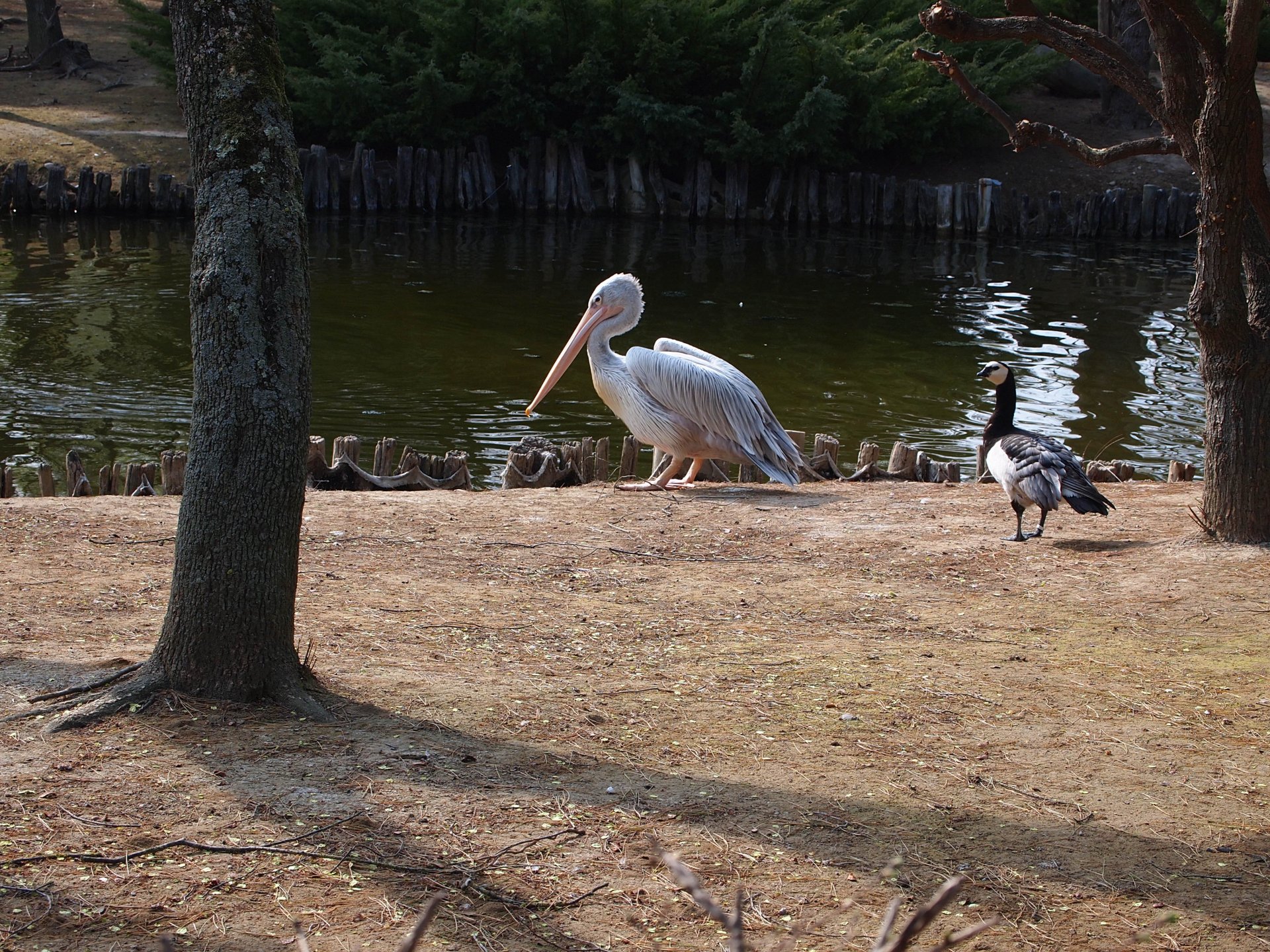 Pellicano by mikevero