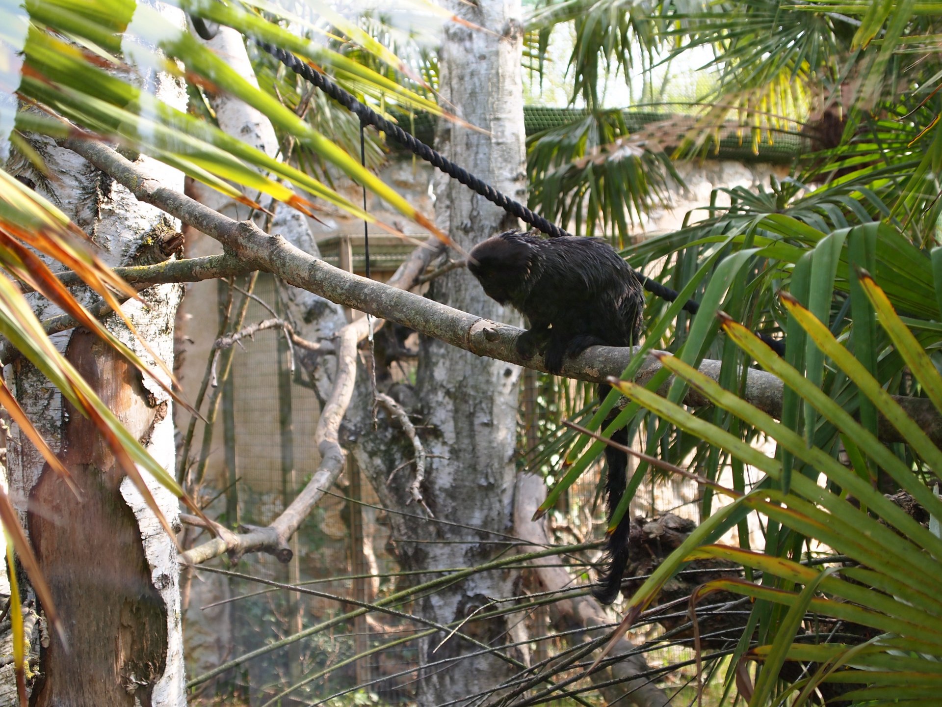 4K Ultra HD desktop wallpaper featuring a black monkey perched among dense green palm leaves and tree branches in a natural outdoor setting.