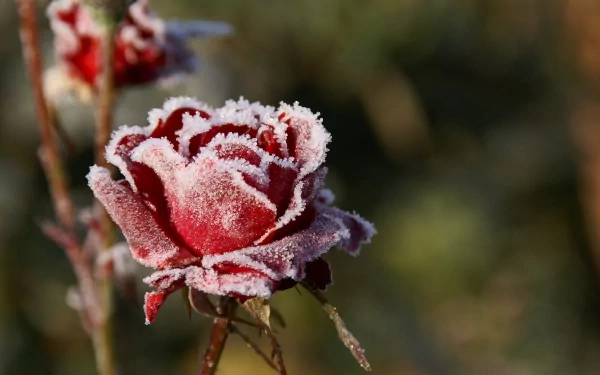 HD wallpaper featuring a red rose covered in frost, set against a blurred natural background. The frost accentuates the delicate petals, highlighting the beauty of nature's interplay with cold.