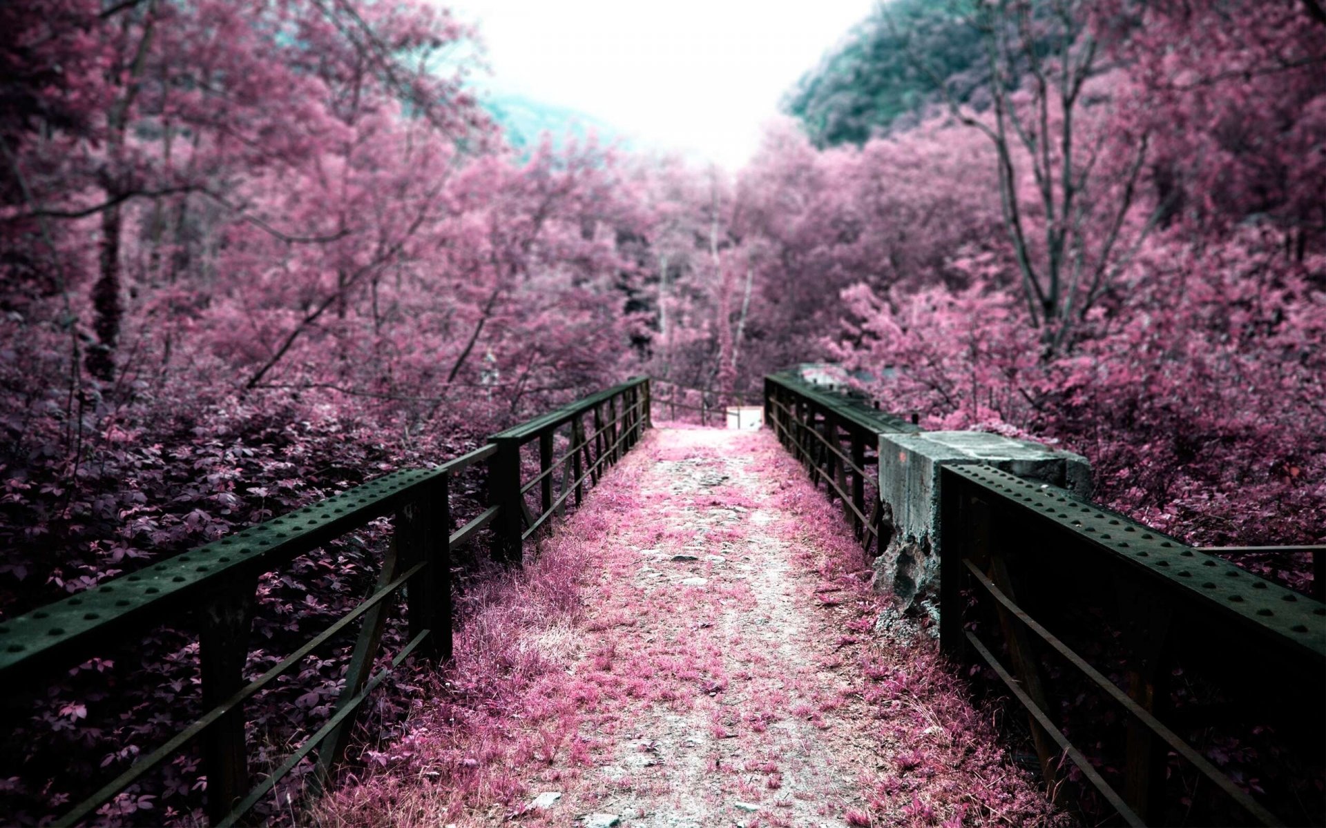 A serene man-made path leads through a vibrant landscape of pink foliage, creating a captivating HD desktop wallpaper and background.