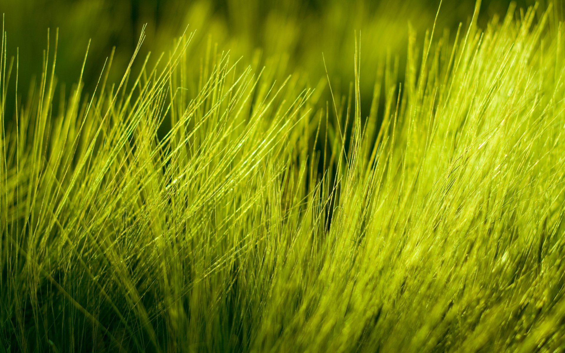 Close-up of vibrant green grass blades in sunlight, a nature scene, 2K Quad HD PC desktop wallpaper and background.