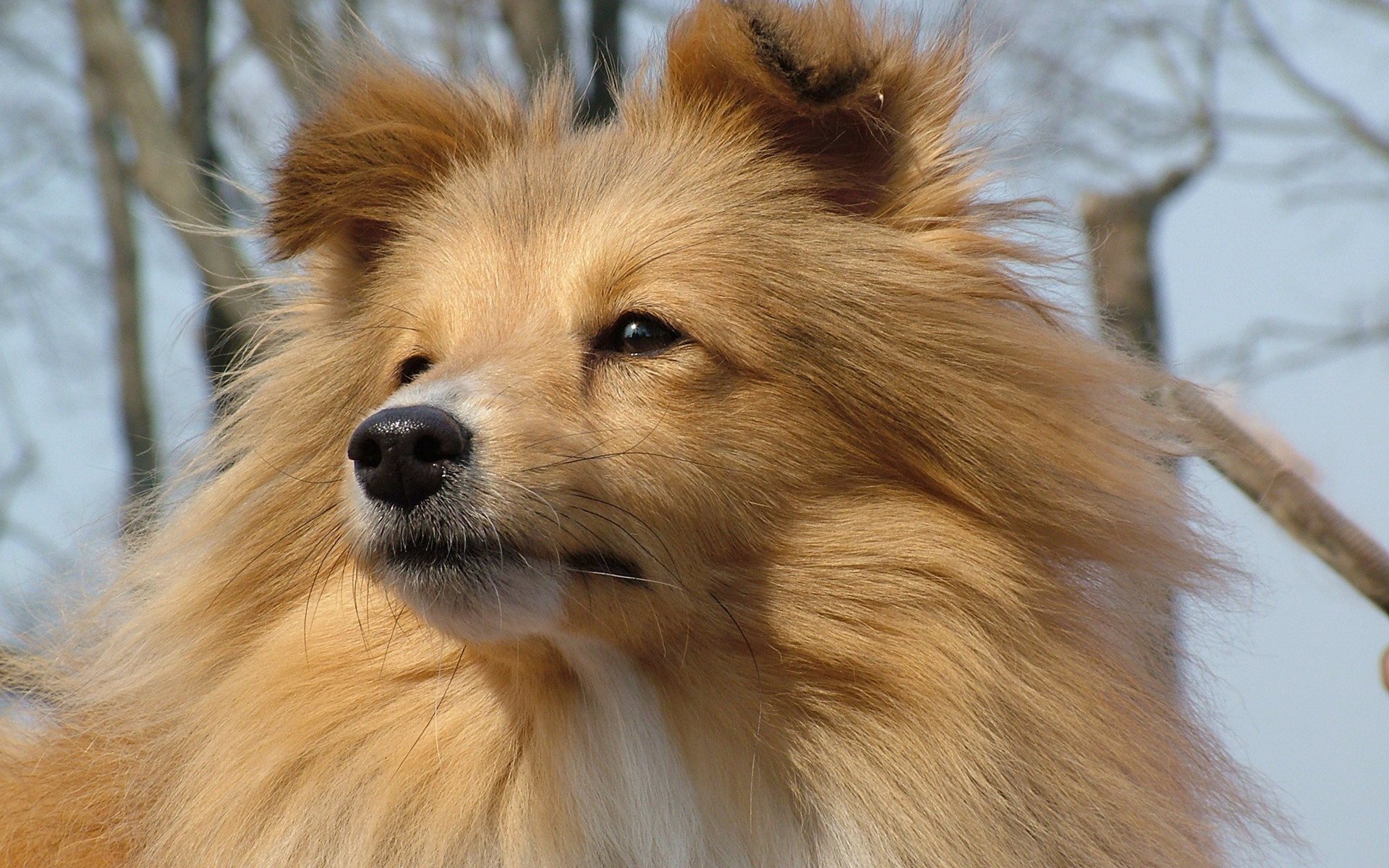 Download Animal Scottish Shepherd HD Wallpaper