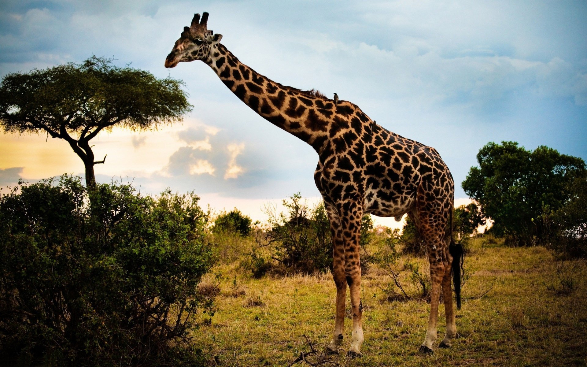 Girafe Fonds D Cran Arri Res Plan 2560x1600 ID 236972   Thumb 1920 236972 