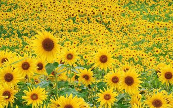 459 Sunflower HD Wallpapers