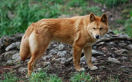 HD PC desktop wallpaper of a reddish-brown dingo standing on rocky ground, alert and facing the viewer with green foliage in the background.