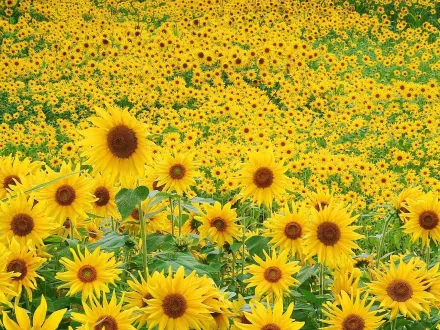 A vibrant HD desktop wallpaper and background featuring a vast field of sunflowers in full bloom, capturing the beauty of nature.