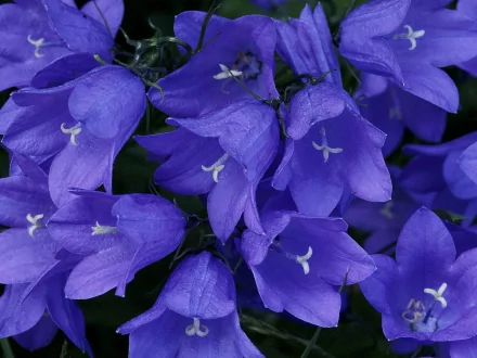 HD wallpaper of vibrant blue flowers in full bloom, showcasing the beauty of nature.