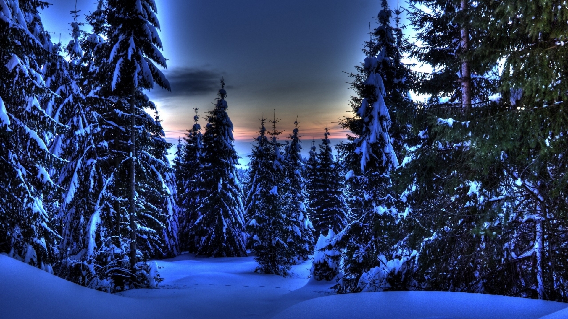 HD evergreen tree wallpapers | Peakpx