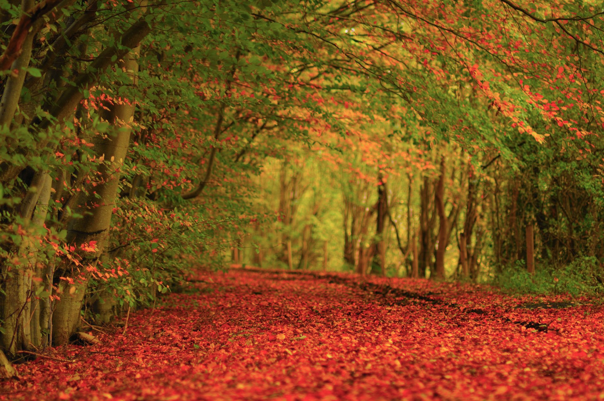 Download Photography Fall HD Wallpaper