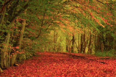 photography fall HD Desktop Wallpaper | Background Image