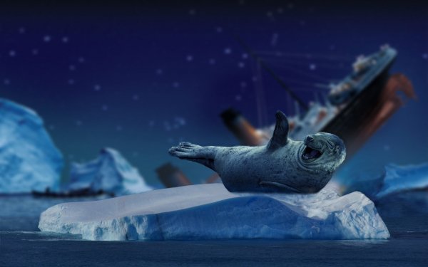 Humor Animal Titanic Shipwreck Ship Seal HD Wallpaper | Background Image