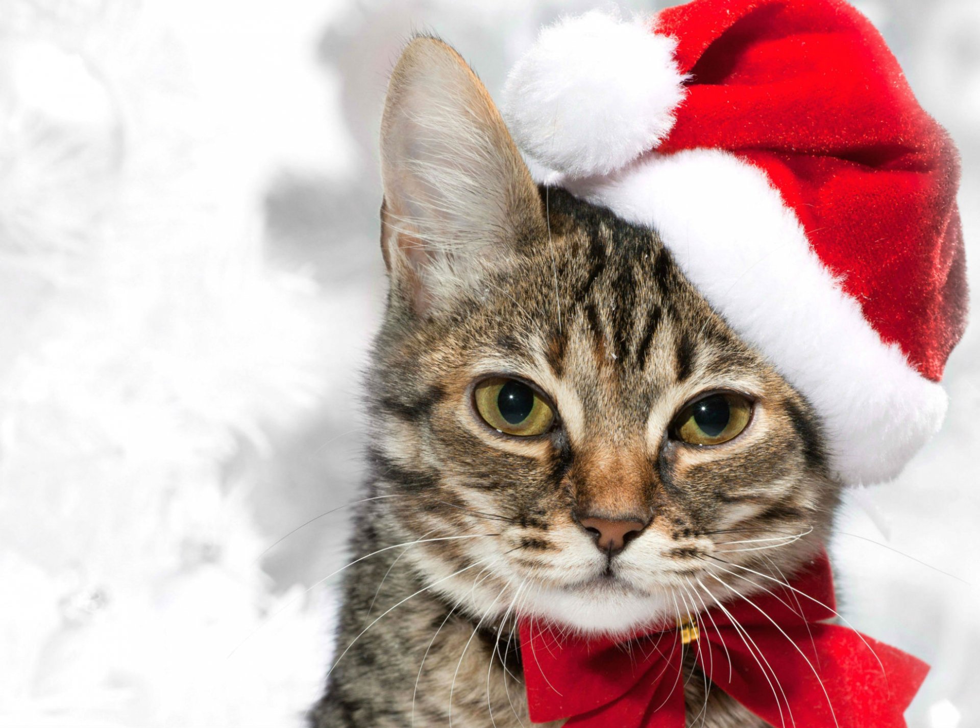 Download Santa Hat Cat Holiday Christmas HD Wallpaper