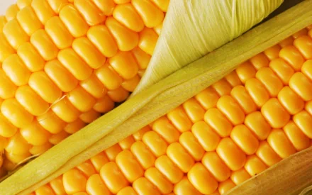 food corn HD Desktop Wallpaper | Background Image