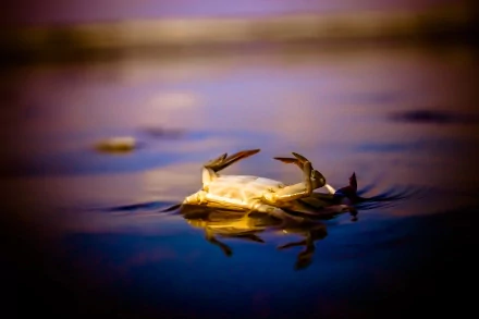  Death... Always a part of life.