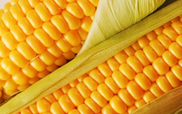 Close-up HD desktop wallpaper of vibrant yellow corn kernels partially covered by green husks, showcasing fresh food in high definition.