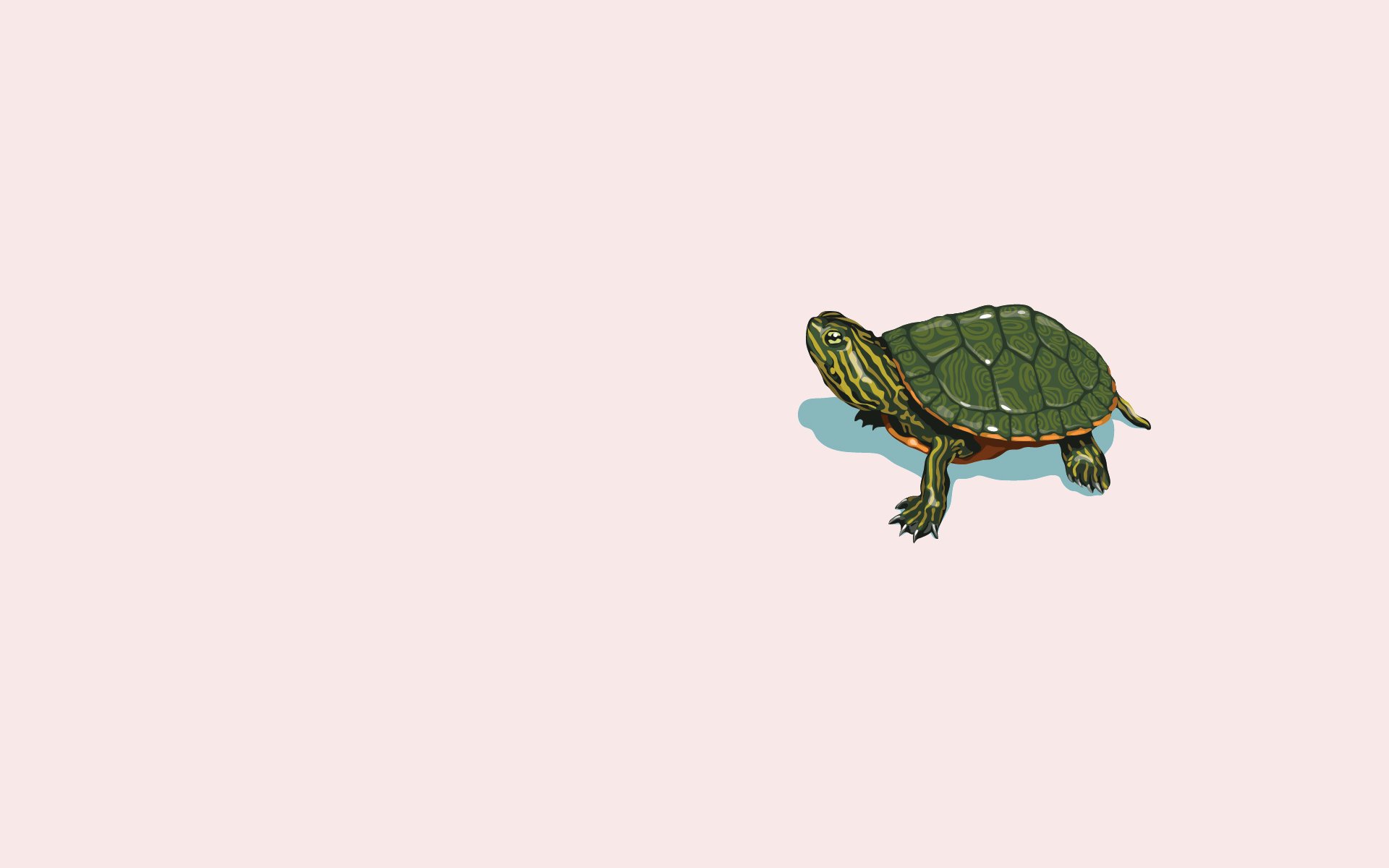 Download Animal Turtle HD Wallpaper
