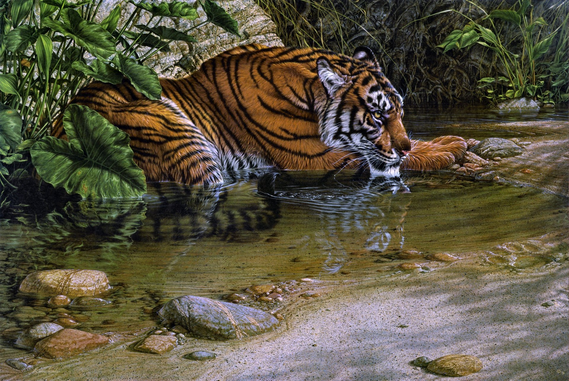 A striking HD desktop wallpaper featuring a majestic tiger wading through a serene stream, surrounded by lush greenery and smooth stones, showcasing the beauty of wildlife.