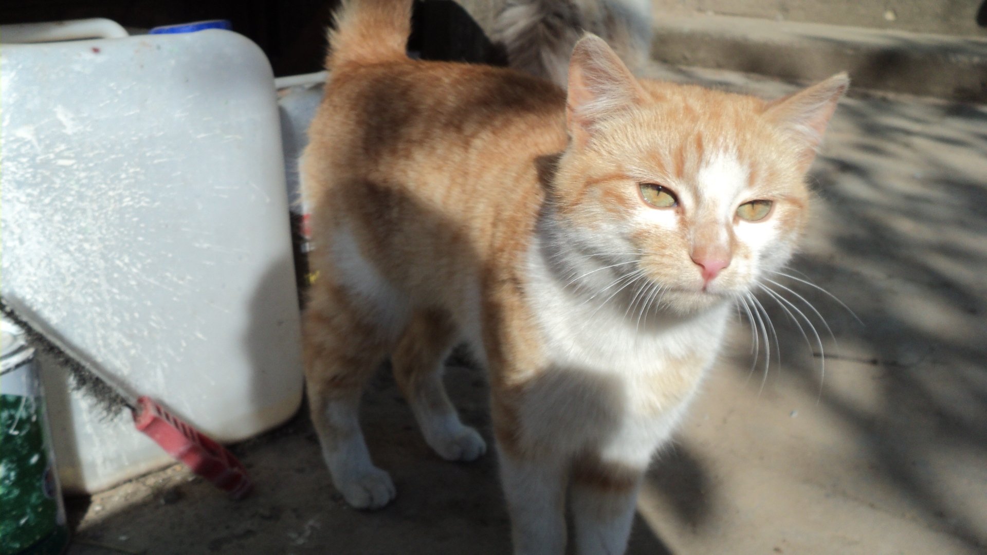 HD desktop wallpaper featuring a close-up of a light orange and white cat standing outdoors in bright sunlight.