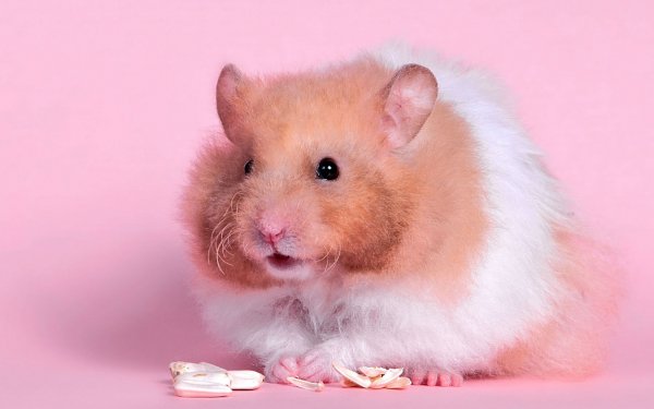 Animal Hamster Rodent Cute HD Wallpaper | Background Image
