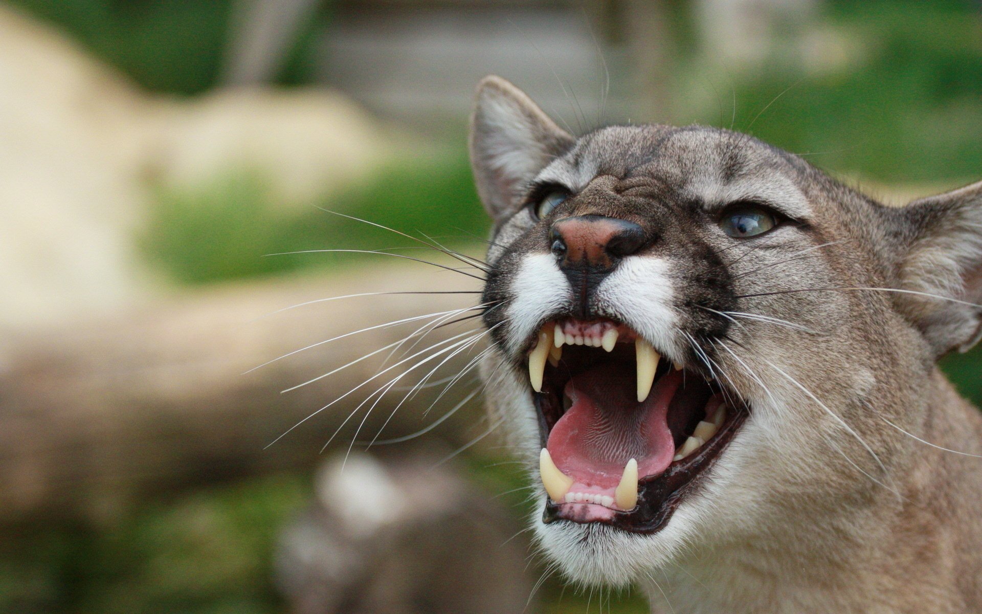 Download Animal Cougar HD Wallpaper