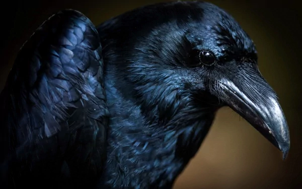 A close-up of a raven, showcasing its glossy black feathers and sharp beak, serves as an HD desktop wallpaper and background, highlighting the beauty of this fascinating animal.