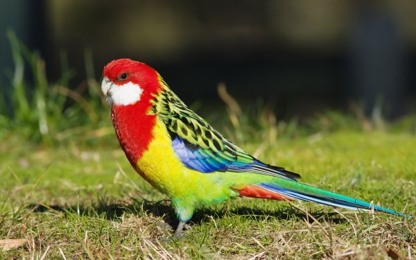 Animal Rosella Birds Parrots Bird HD Wallpaper | Background Image