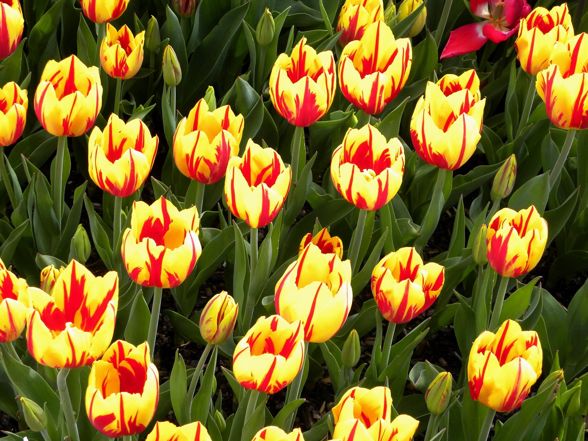 Tulip HD Wallpaper