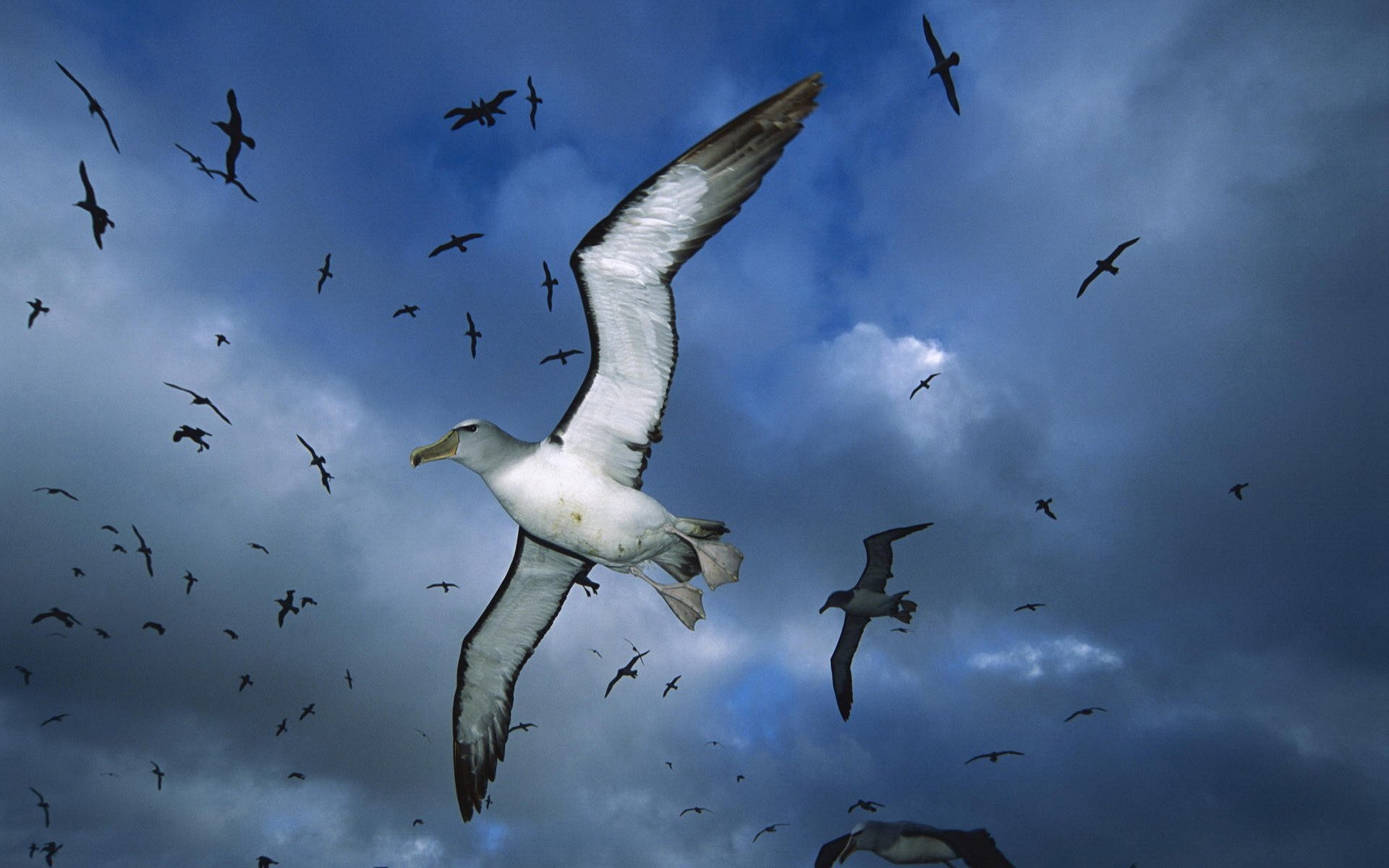 Download Blue Sky Flying Bird Animal Albatross HD Wallpaper