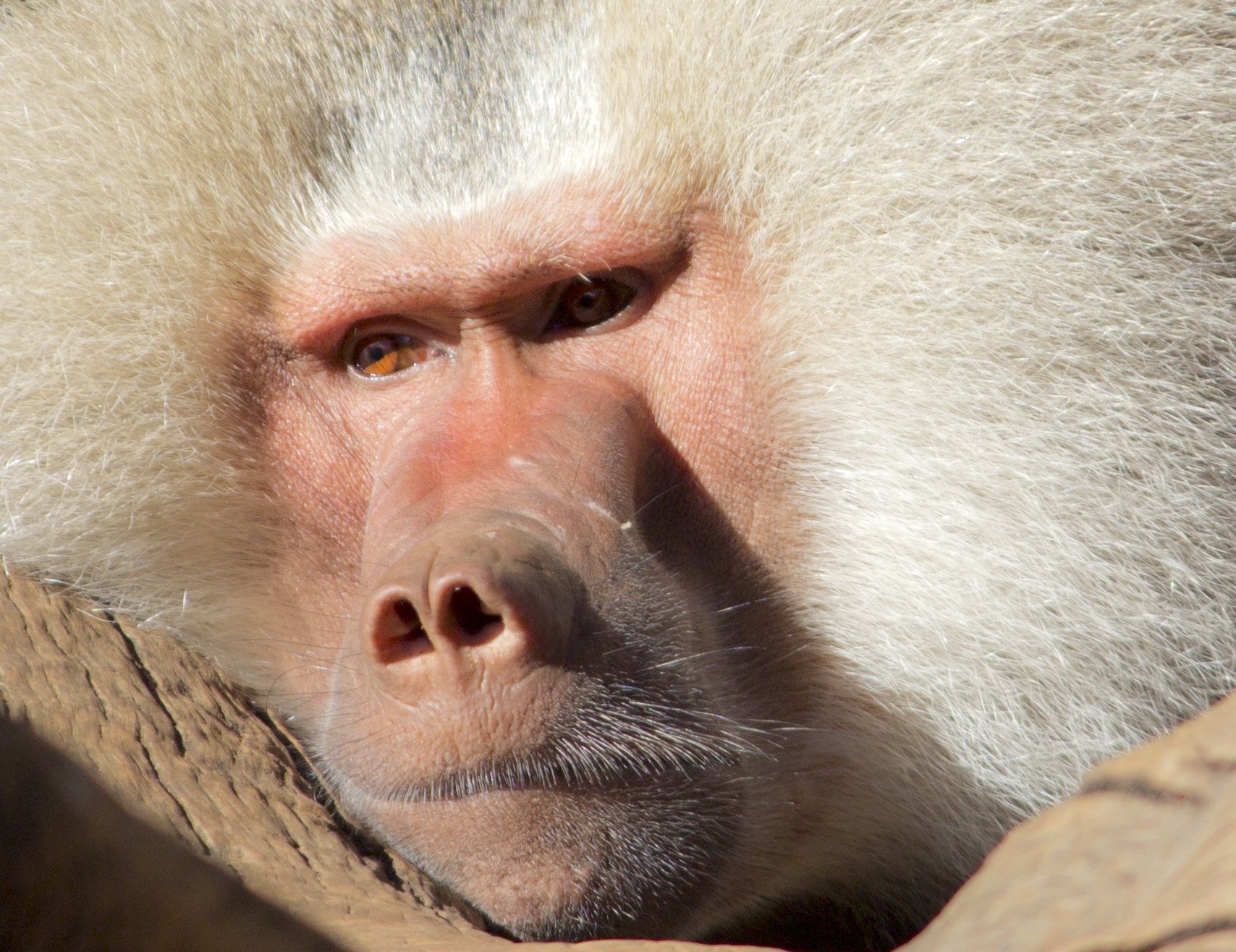 Close-up of a baboon monkey with a white mane and pink face, amber eyes — HD PC desktop wallpaper background.