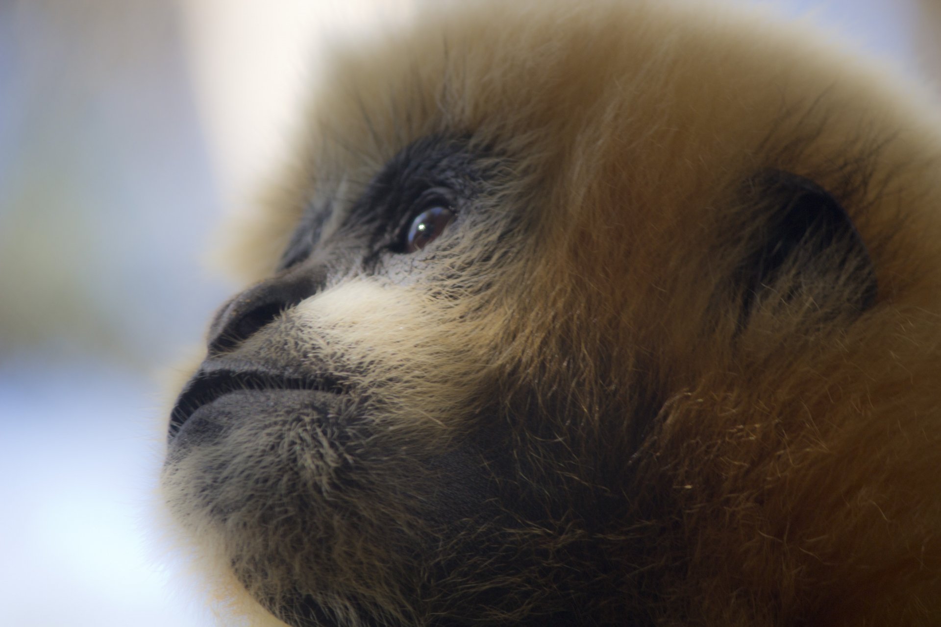 Close-up of a monkey’s face with soft fur detail in a 4K Ultra HD PC desktop wallpaper and background.