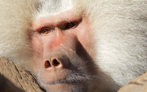 Close-up of a baboon monkey with a white mane and pink face, amber eyes — HD PC desktop wallpaper background.