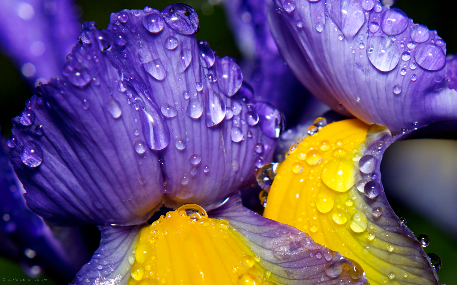 HD desktop wallpaper featuring close-up violet petals covered in raindrops, highlighting the delicate texture and natural beauty of water droplets on flower petals.