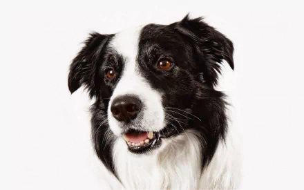 HD PC desktop wallpaper featuring a close-up portrait of a black and white Border Collie dog against a plain white background.