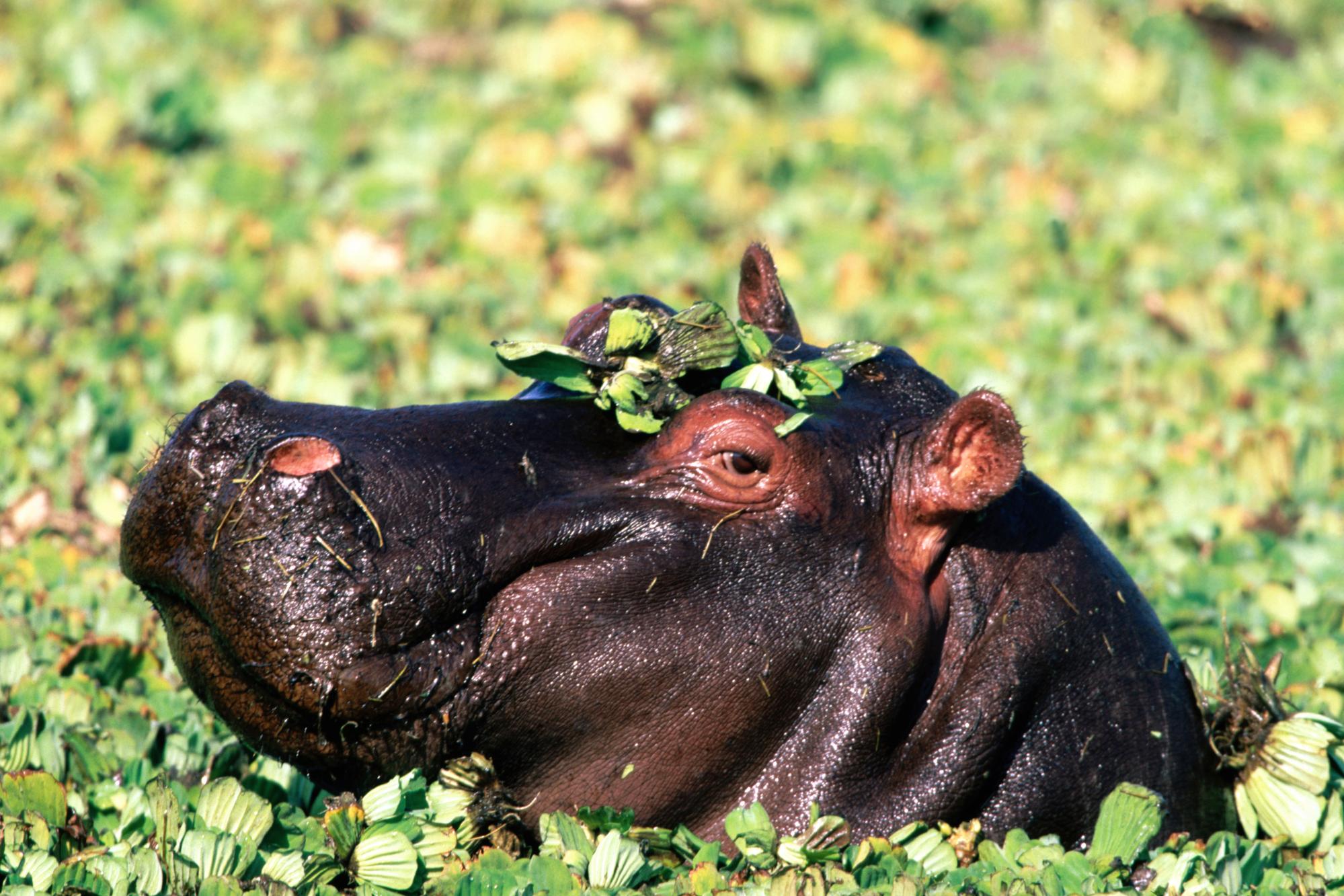 Animal Hippo HD Wallpaper | Background Image