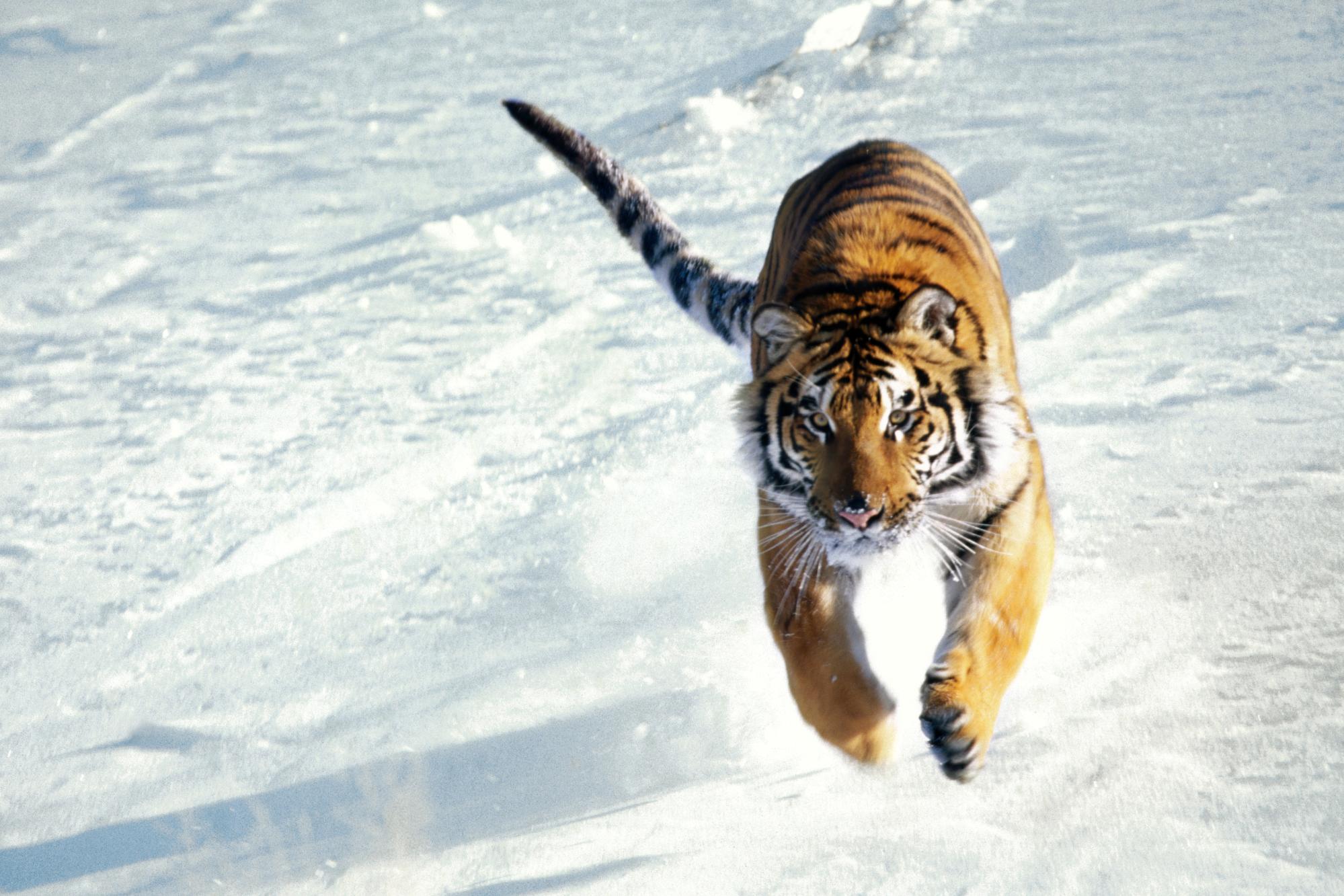 Download Animal Tiger HD Wallpaper