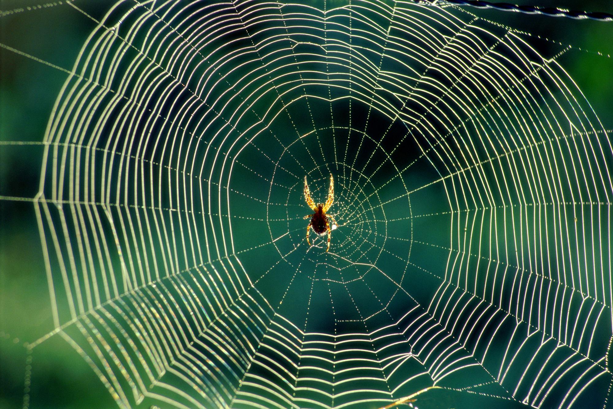 Photography Spider Web HD Wallpaper | Background Image