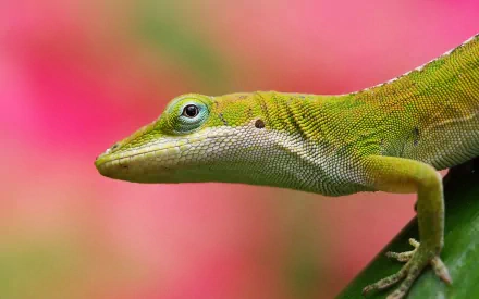 A vibrant green lizard perched on a leaf, set against a blurred pink background, creating a striking HD desktop wallpaper and background.