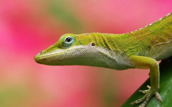 A vibrant green lizard perched on a leaf, set against a blurred pink background, creating a striking HD desktop wallpaper and background.