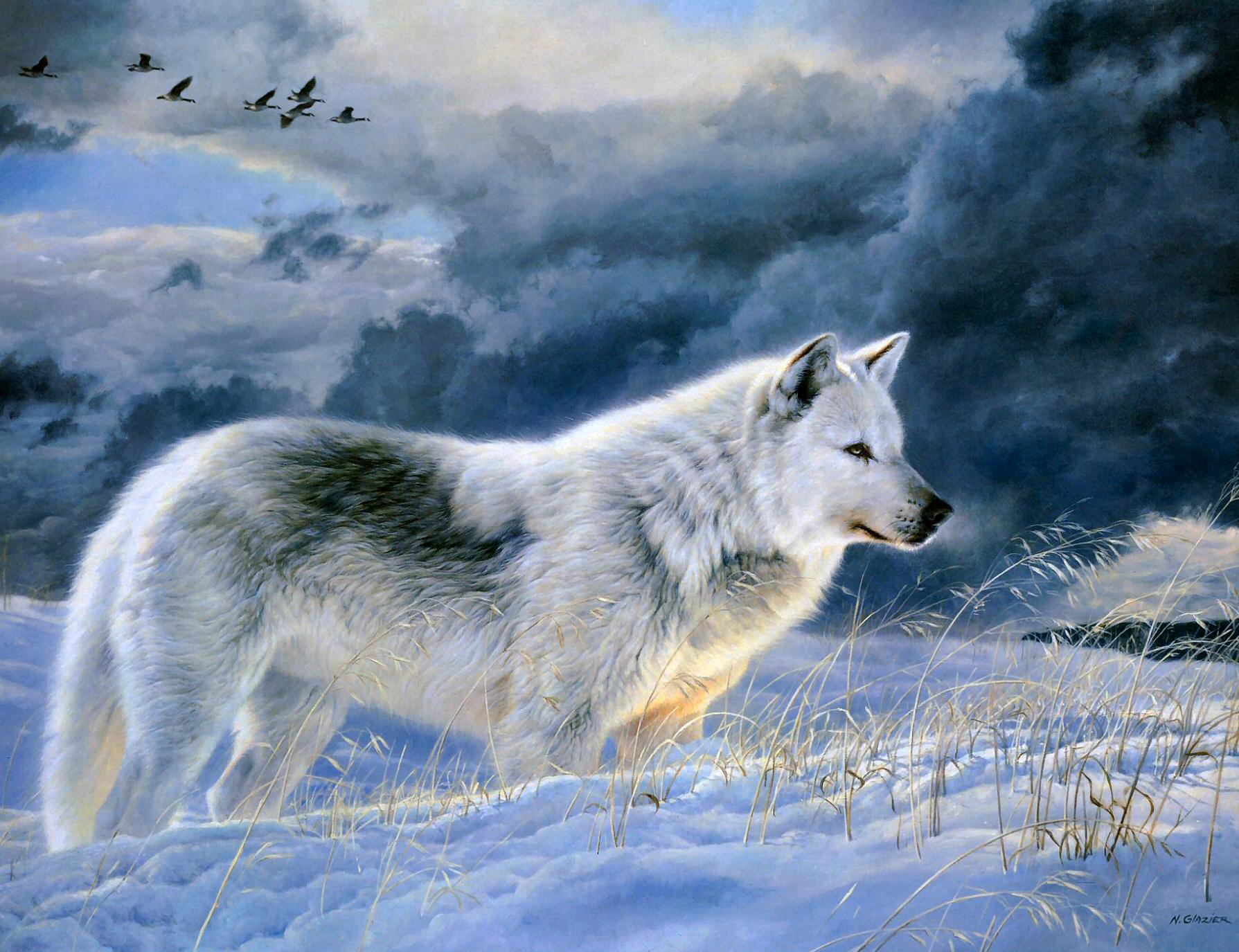 Animal Wolf Wallpaper By Nancy Glazier