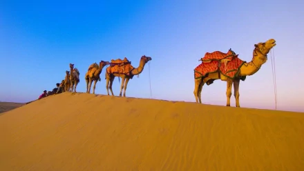 HD desktop wallpaper featuring a line of camels walking along a golden sand dune under a clear blue sky.