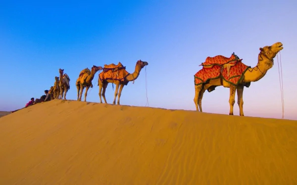 HD desktop wallpaper featuring a line of camels walking along a golden sand dune under a clear blue sky.
