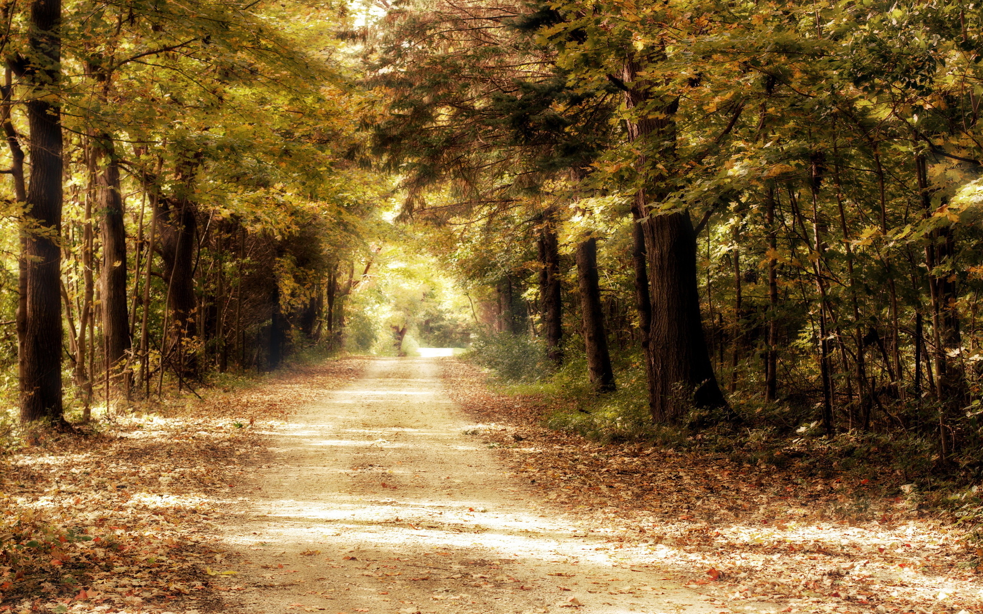 Nature Path HD Wallpaper | Background Image
