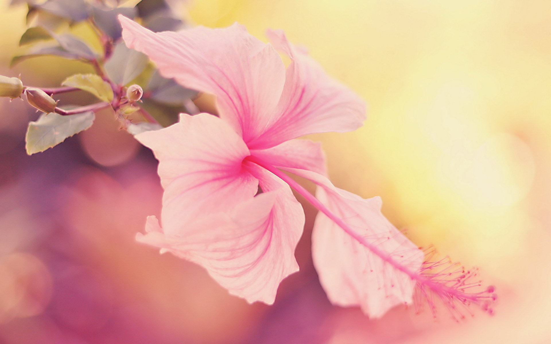 Hibiscus Plant Wallpapers  Wallpaper Cave