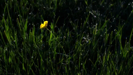  Morning Meadow