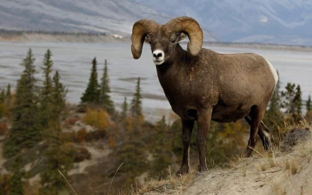 HD PC desktop wallpaper of a mountain sheep (animal) standing on a grassy ridge, overlooking a river valley and distant mountains.