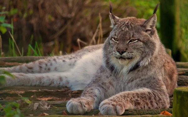 A serene lynx rests on a wooden surface, surrounded by lush greenery, showcasing its distinctive features and calm demeanor. This HD image serves as an engaging desktop wallpaper and background.